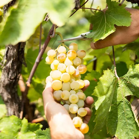 Hotel Resort & Winery Bosco De Medici