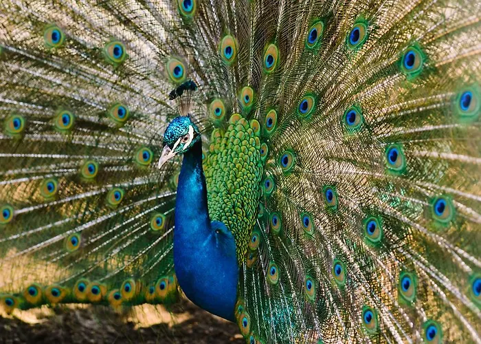 & Winery Bosco De Medici فندق 4*